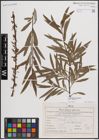 Foto von Salix eleagnos Scop.